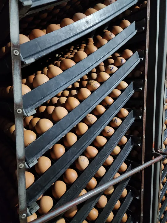 Carros de una incubadora de huevos