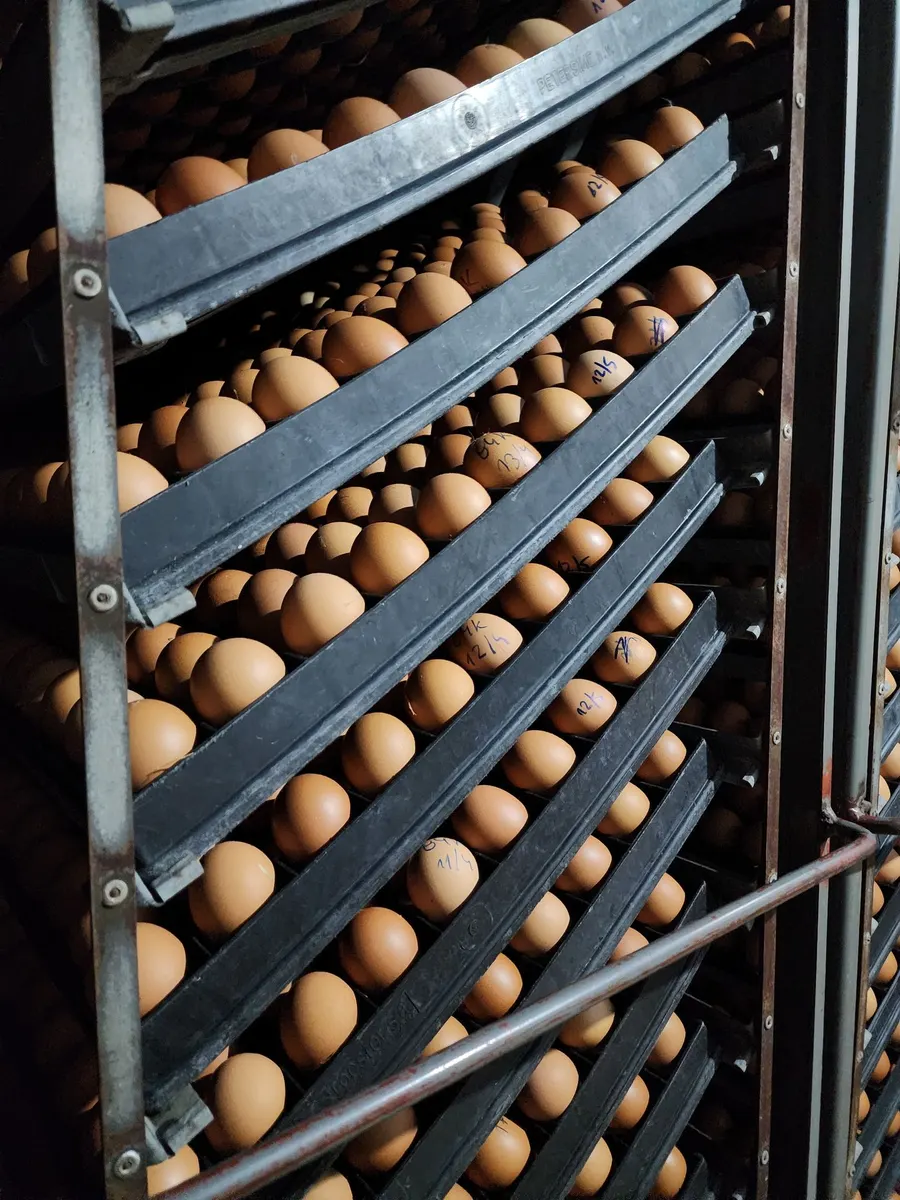 Carros de una incubadora de huevos