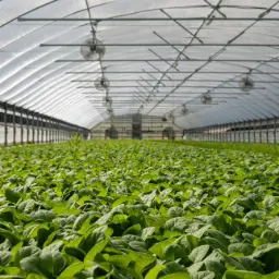 agricultura bajo techo